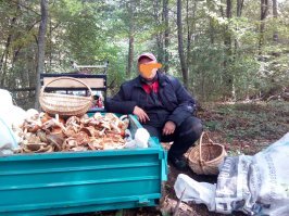 Где сейчас в Московии грибов много?