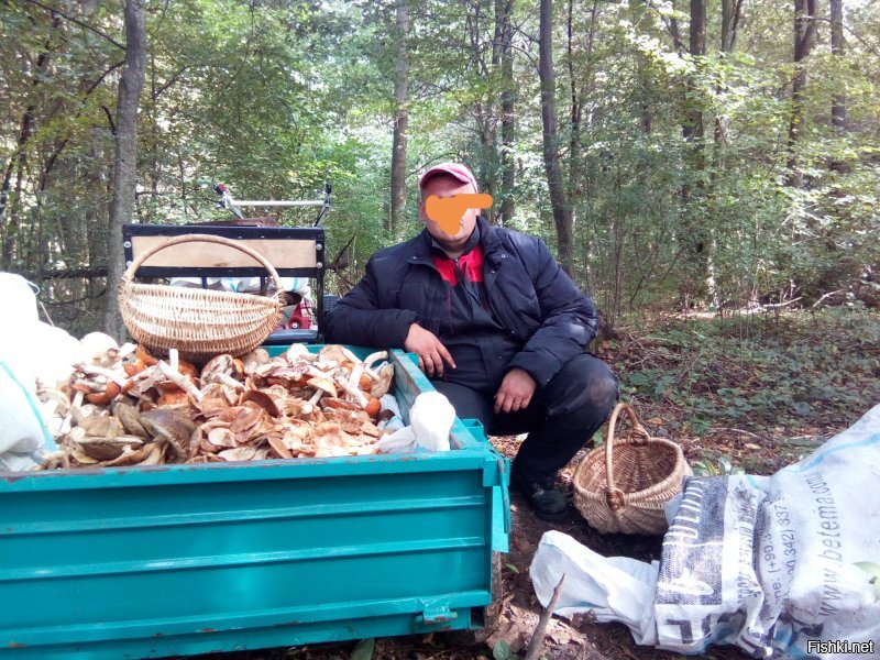 Где сейчас в Московии грибов много?