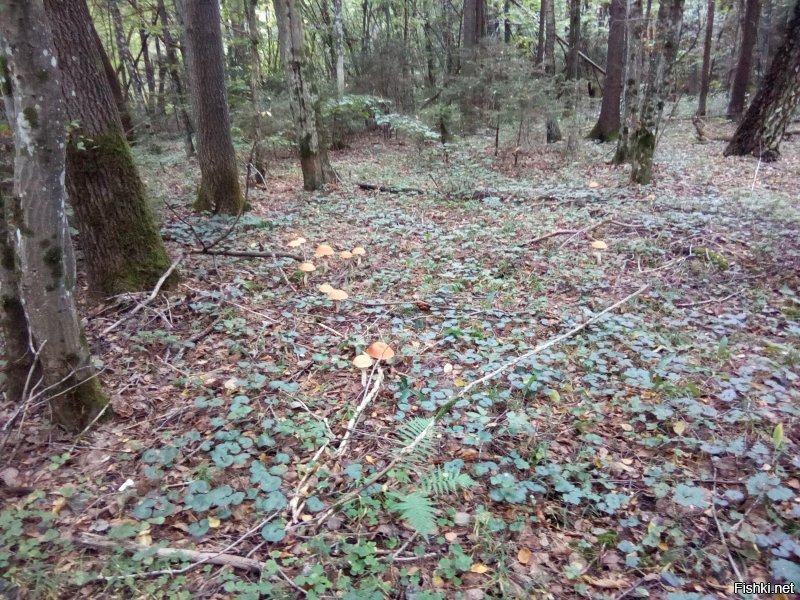 Где сейчас в Московии грибов много?