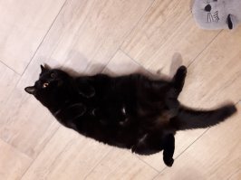 Вот моя кошка. Она не перебегает мне дорогу, она просто все время валяется на полу, как лежачий полицейский, в самом неудобном месте -  в дверях, в коридоре... Это у неё ежедневный голодный обморок. А я каждое утро прыгаю через неё, когда на работу собираюсь