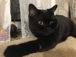 Вот моя кошка. Она не перебегает мне дорогу, она просто все время валяется на полу, как лежачий полицейский, в самом неудобном месте -  в дверях, в коридоре... Это у неё ежедневный голодный обморок. А я каждое утро прыгаю через неё, когда на работу собираюсь