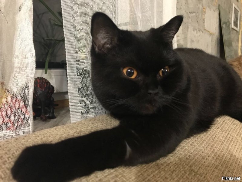 Вот моя кошка. Она не перебегает мне дорогу, она просто все время валяется на полу, как лежачий полицейский, в самом неудобном месте -  в дверях, в коридоре... Это у неё ежедневный голодный обморок. А я каждое утро прыгаю через неё, когда на работу собираюсь