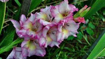 Почему нельзя хранить искусственные цветы дома?