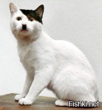 Два в одном :)