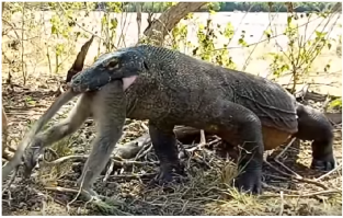 Годзилла vs Kинг Конг