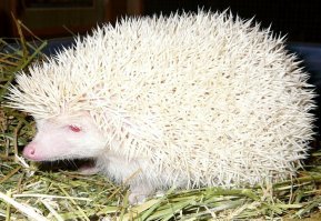 15 животных-альбиносов, которым белый идёт даже больше, чем естественный цвет