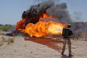 Самые большие насекомые на Земле