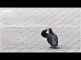 Прикольные и смешные картинки