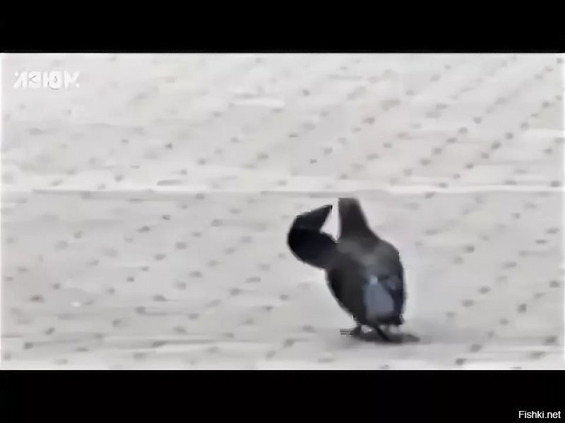 Прикольные и смешные картинки