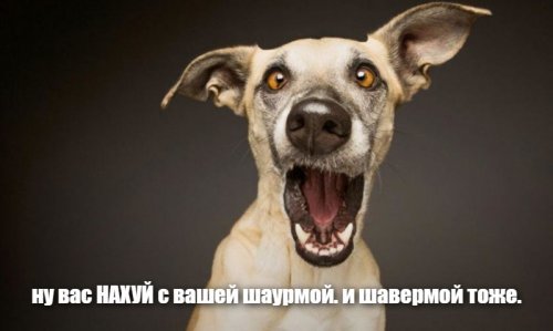 Почему так популярна стала шаурма?