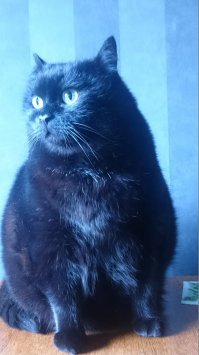 Почему черная кошка - плохая примета?