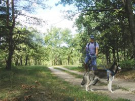 Меня на велике хорошо тащит, а санки, даже пустые везти отказывается. 
Зато играючи ловит кошек, крыс, голубей и даже белок.
В драке очень сильна. Немцы и стаффорды для неё не соперники: она более вёрткая и всегда оказывается сверху. 
Боится только доберманов: в детстве доберманиха её слегка куснула, когда моя её достала своим приставанием.