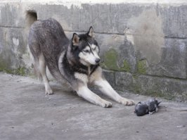 Меня на велике хорошо тащит, а санки, даже пустые везти отказывается. 
Зато играючи ловит кошек, крыс, голубей и даже белок.
В драке очень сильна. Немцы и стаффорды для неё не соперники: она более вёрткая и всегда оказывается сверху. 
Боится только доберманов: в детстве доберманиха её слегка куснула, когда моя её достала своим приставанием.