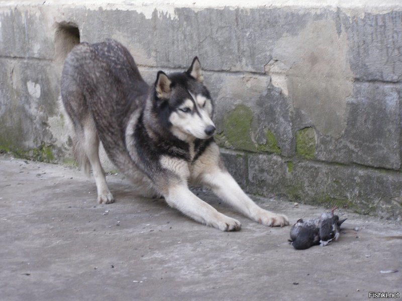 Меня на велике хорошо тащит, а санки, даже пустые везти отказывается. 
Зато играючи ловит кошек, крыс, голубей и даже белок.
В драке очень сильна. Немцы и стаффорды для неё не соперники: она более вёрткая и всегда оказывается сверху. 
Боится только доберманов: в детстве доберманиха её слегка куснула, когда моя её достала своим приставанием.