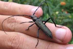 Когда рядом старый тополь был - частенько такие усачи захаживали.