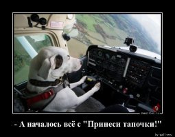 Самая умная собака в мире по кличке Чейсер умерла