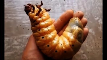 в стадии личинки