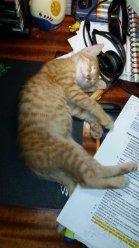 котэ любил с женой тусить за компьютером: 3 месяца - 2 года