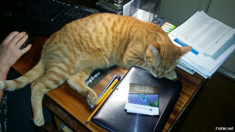 котэ любил с женой тусить за компьютером: 3 месяца - 2 года