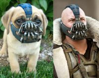 Прикольные и смешные картинки