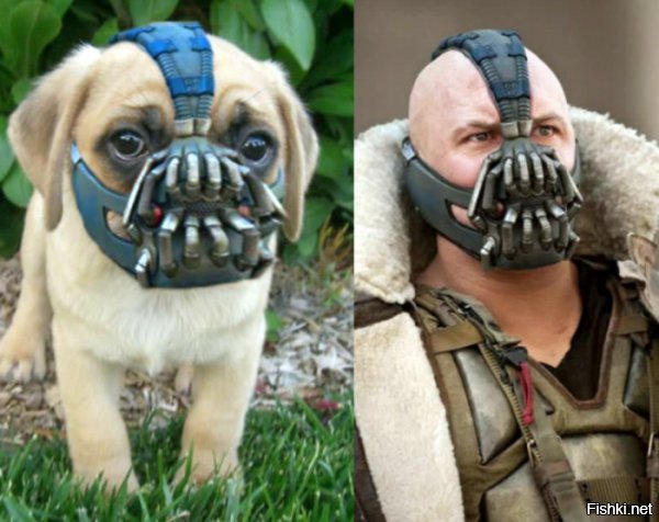 Прикольные и смешные картинки