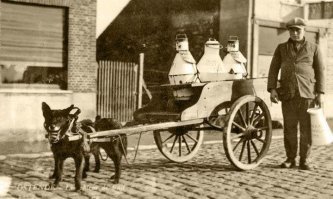 Рабочие собачки.