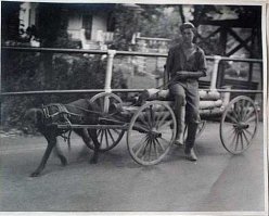 Рабочие собачки.