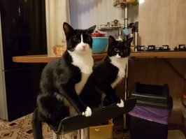 Вот мои. На первом фото- сегодня принесли домой из соседского подвала. На втором-спустя 10 месяцев.