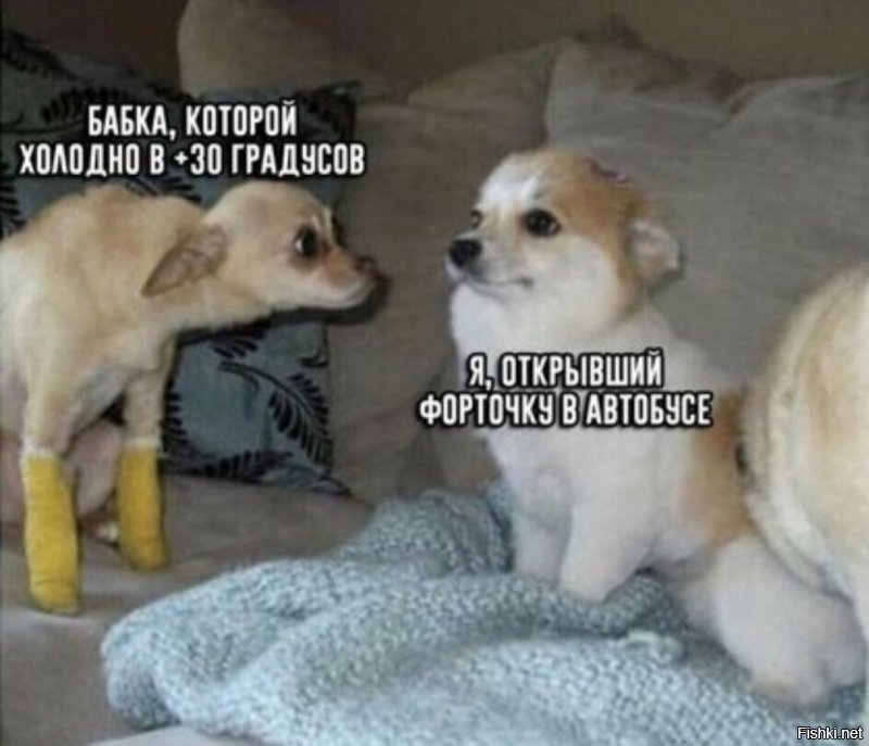 Прикольные и смешные картинки