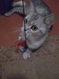 Забрали с улицы. Прежний хозяин выбросил ее беременную туда. Котята погибли и были проблемы с грудными железами из-за застоя молока. Дикарка была. А сейчас игривая кошечка.