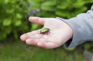 Это не майский жук. Июньский.