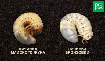 Зато личинки похожи. Но. Хрущ вредитель, жрёт живые корни, вообще сволочь. А вот бронзовка в умеренных количествах полезна - живёт в компостных кучах, жрёт только гниль и вырабатывает охрененный гумус.