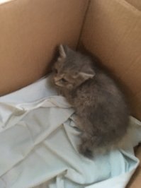 Забрала из подвала )