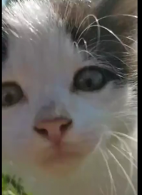 Как я его понимаю, если такой монстр бросится, то всё ))))))