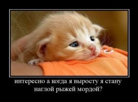 Прикольные и смешные картинки