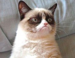 Сибирский Единорог