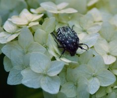 Я в курсе. Свое фото чота не нашел на бегу... Но есть под рукой бронзовки, золотая (кликабельно) и вонючая: