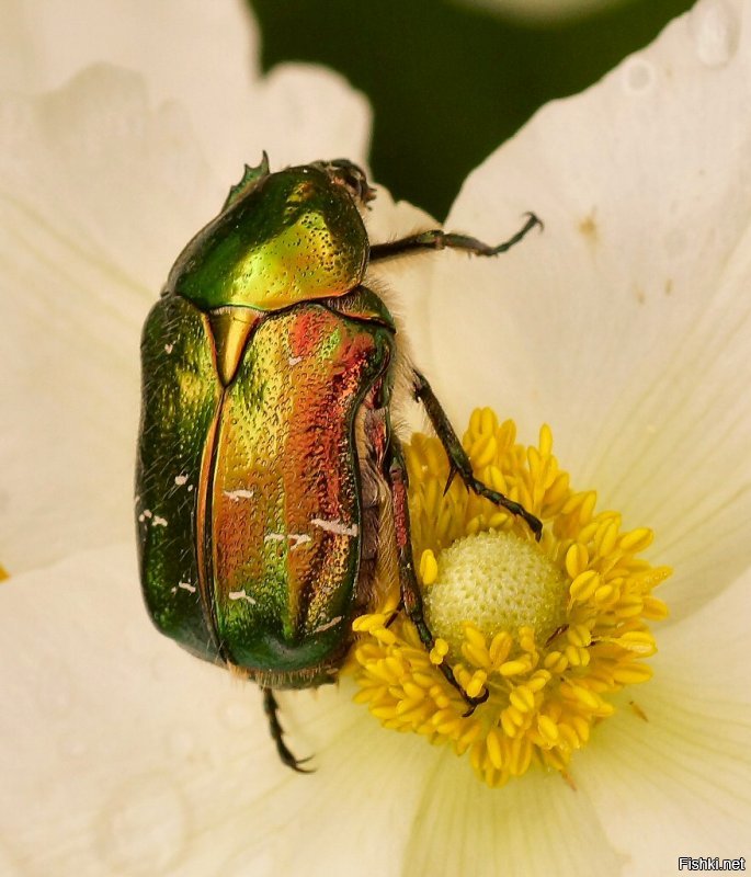 Я в курсе. Свое фото чота не нашел на бегу... Но есть под рукой бронзовки, золотая (кликабельно) и вонючая: