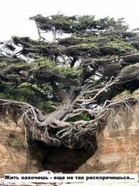 Корневые системы, в реальность существования которых отказываешься верить