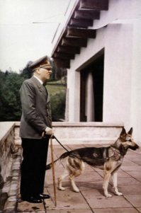Вы правы, я к примеру немцев держу, дак даже за 25 лет выставочные стандарты изменились, если в 1994-м к окрасу не особо придирались, то на последней (2015) из чепрачного мы переехали в чепрачный с подпалом, а записали чепрачный с белым (серебро).

Я в пример изменений стандартов всегда привожу собаку Гитлера, просто это очень известные снимки, сейчас с такой "клячей" могут не пустить на выставку.
Как пример: люди переехали из Украины к нам (Томская область) и собака за год просто распушиласть, тоесть вырос более густой подшёрсток и она стала визуально крупнее, хотя вес и рост не поменялся.