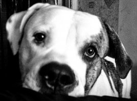 У меня два америкоса были. Сейчас француз.