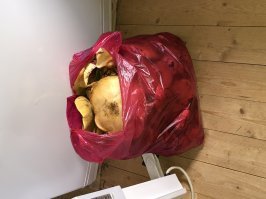 две недели назад собрал ... в эти выходные было больше, но все червивые..