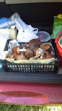 на 15 минут в лес отошел, на даче, малину посмотреть лесную, осталась ли еще, сразу напал на поляну, пришлось куртку снимать чтобы мешок из нее сделать, грибы складывать.