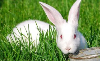 У белых красные. Но не у всех.