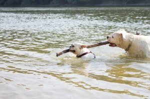 Выставка собак, Москва 1979 г