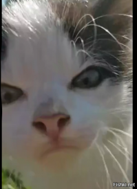 Это фотошоп, вот оригинал