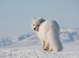 Какой был писец, такой и остался! Полинял только для некоторых