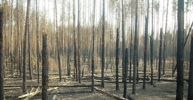 Хорошо, возможно... 
но на месте лесного пожара отстается горелый лес - поврежденные огнем, опаленные деревья... их остается много, т.к. выгорает в основном подстилающий слой и кроны хвойных деревьев.
А что останется на месте вырубки? Пеньки?
И что тут скрыто?