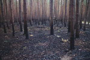Хорошо, возможно... 
но на месте лесного пожара отстается горелый лес - поврежденные огнем, опаленные деревья... их остается много, т.к. выгорает в основном подстилающий слой и кроны хвойных деревьев.
А что останется на месте вырубки? Пеньки?
И что тут скрыто?