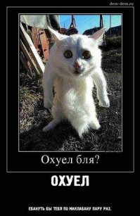 В Канаде белка забежала в магазин и напала на женщину